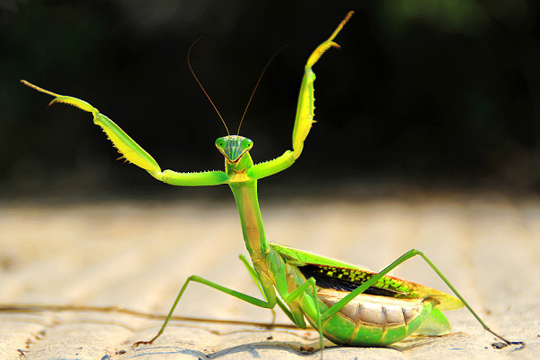 螳螂为什么吃掉自己的配偶?