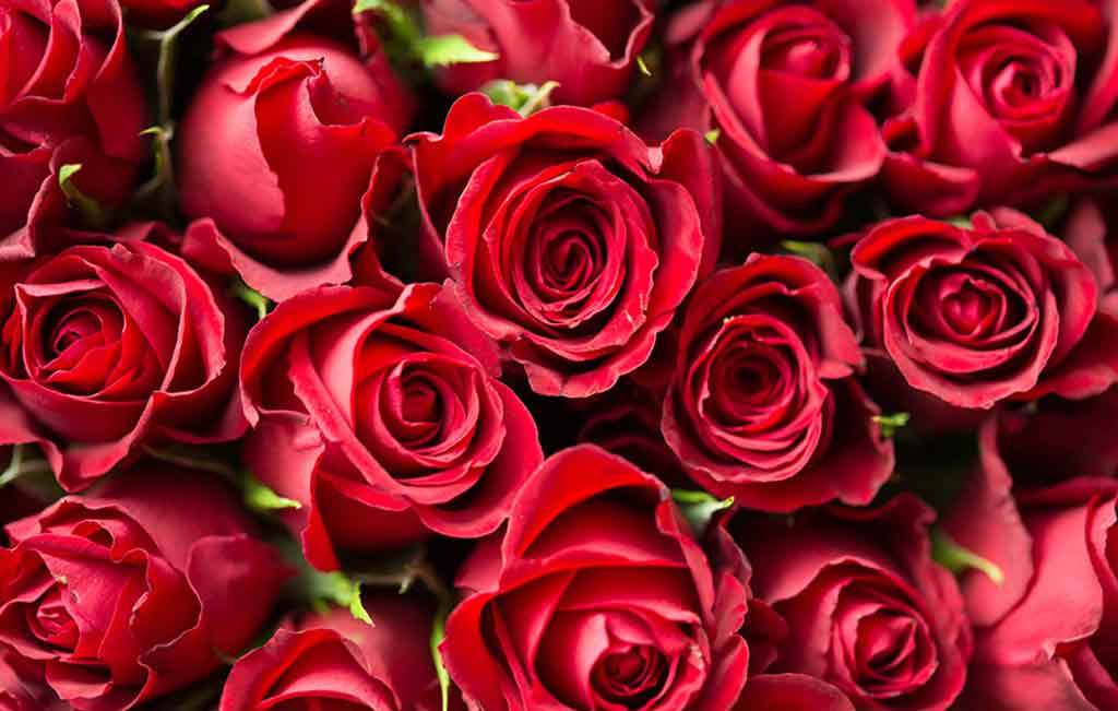 1-100的玫瑰花语是什么