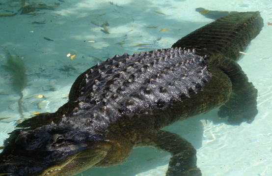 鳄鱼可以吃吗?违法吗?