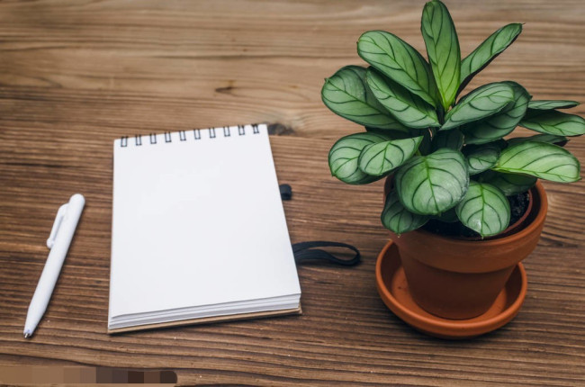 槑怎么读,槑是什么意思,槑出自于哪里