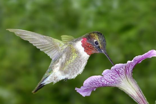世界上最小的鸟是什么鸟?