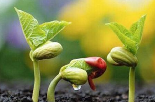 七夕节有什么习俗？