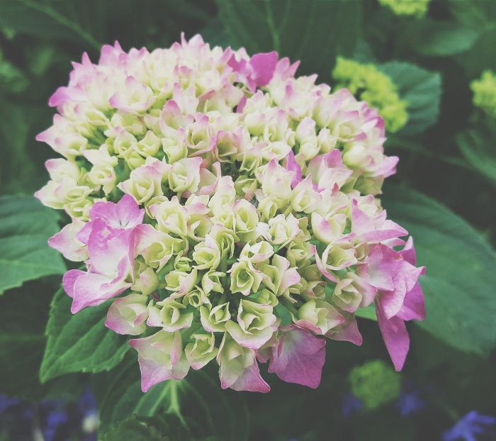 若相惜是什么意思