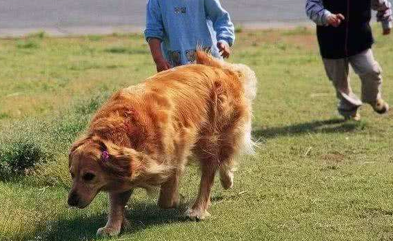 狗狗很依赖主人的表现有哪些?