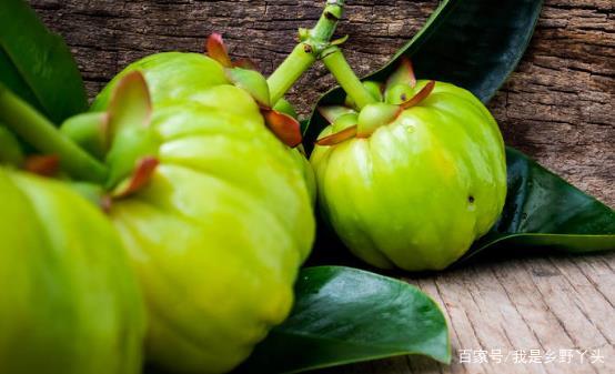 藤黄果的功效与作用有哪些?