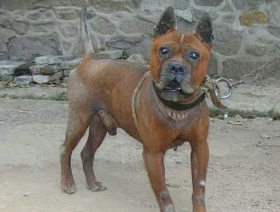 川东猎犬怎么样?幼犬价格在多少钱左右?