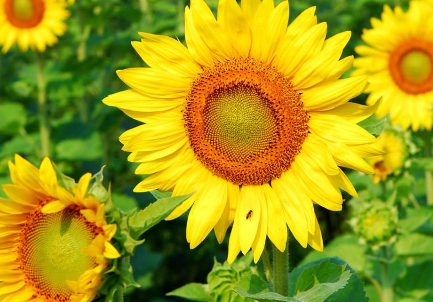 《向日葵》资料