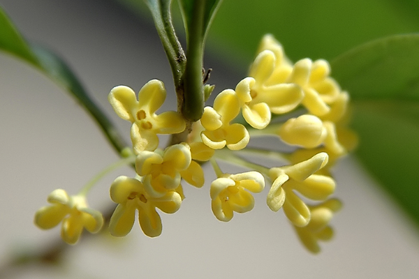 金桂飘香是什么意思