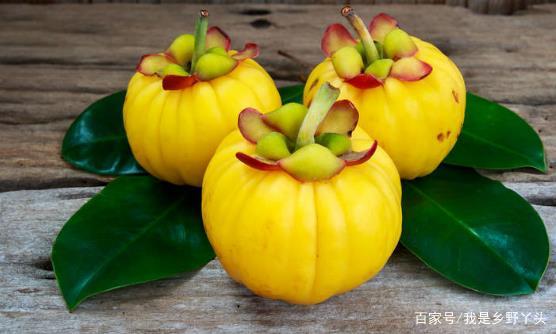 藤黄果的功效与作用有哪些?