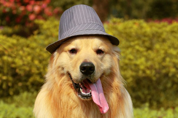 俗语“狗咬吕洞宾，不识好人心”，这话是什么意思