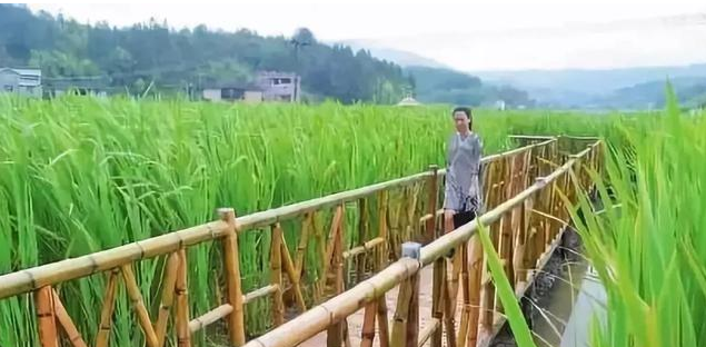 什么是观光农业?观光农业与休闲农业一样吗?