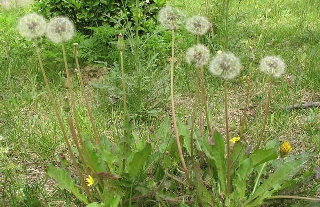 浦公英的功效与作用