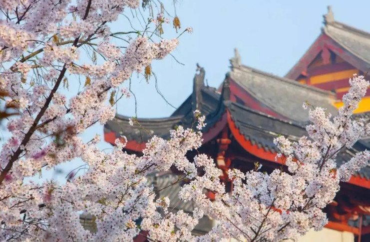 鸡鸣寺的樱花开了什么梗?