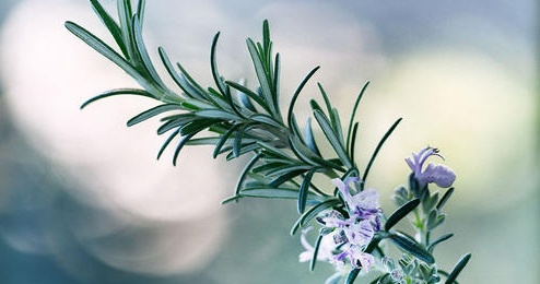 迷迭香精油的功效与作用