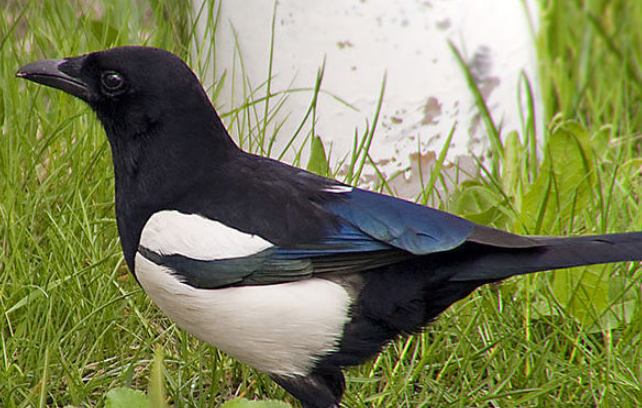 喜鹊吃什么食物