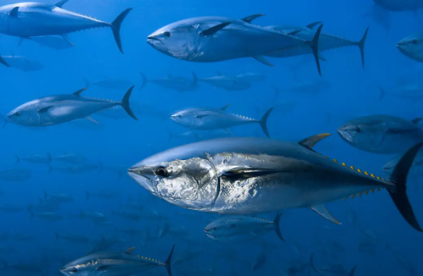 海里的动物有哪些呢?