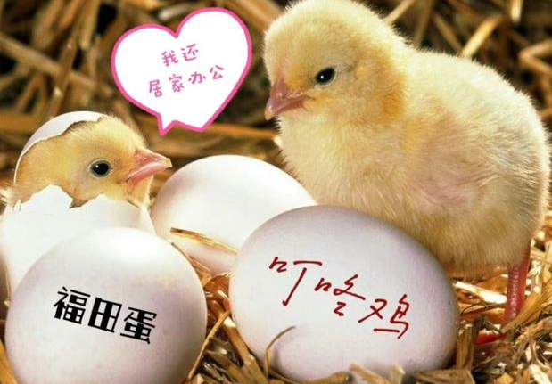 叮咚鸡是什么梗?