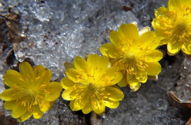 冰凌花是一种什么花