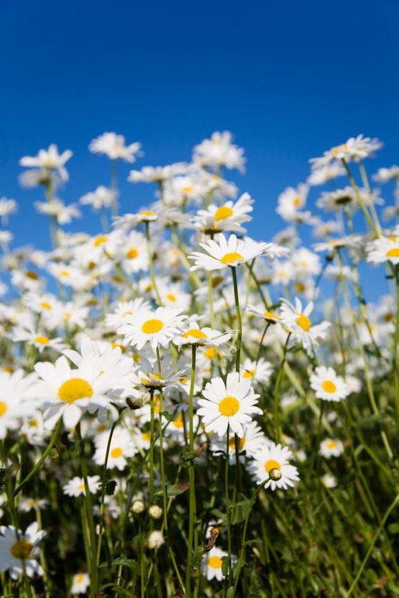 第五人格宿伞之魂名字分别叫什么?