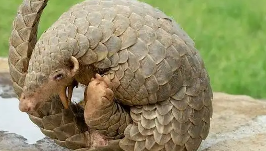 穿山甲已经灭绝了吗?