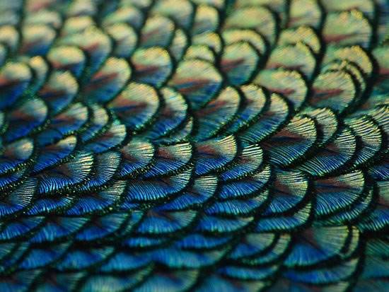 孔雀蓝是什么颜色