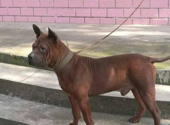 川东猎犬怎么样?幼犬价格在多少钱左右?