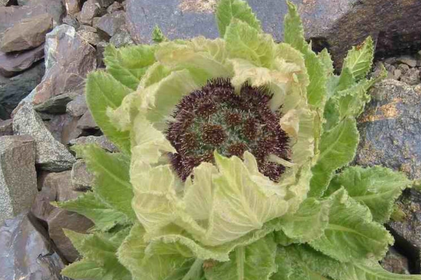 九大仙草是哪几种？