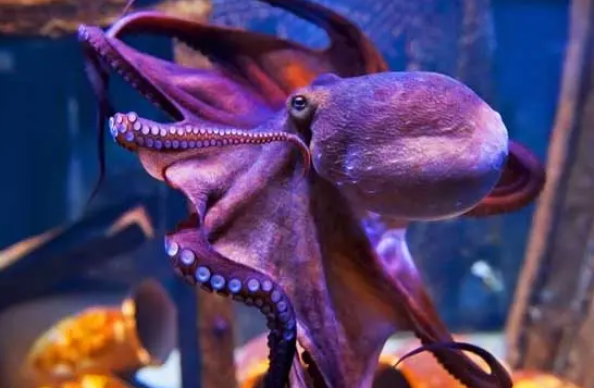 海里的动物有哪些呢?