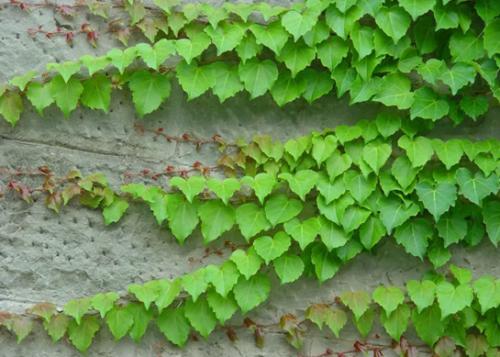 爬山虎的特点是什么