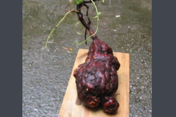 九大仙草是哪几种？