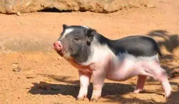 五指猪为什么不可以杀