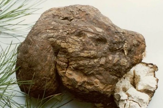 九大仙草是哪几种？