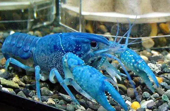 海里的动物有哪些呢?