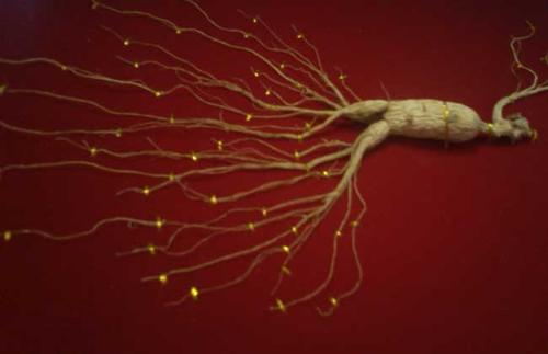 人参多少钱一斤?