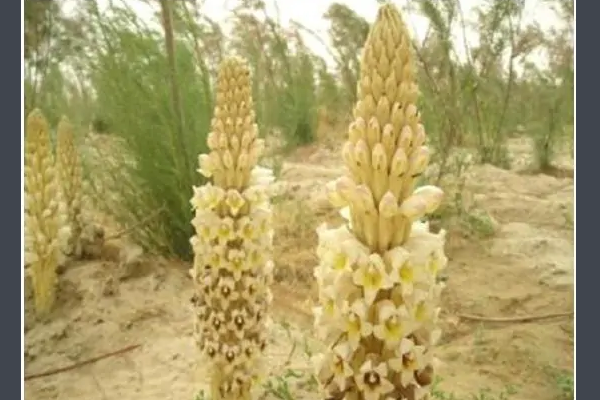 九大仙草是哪几种？