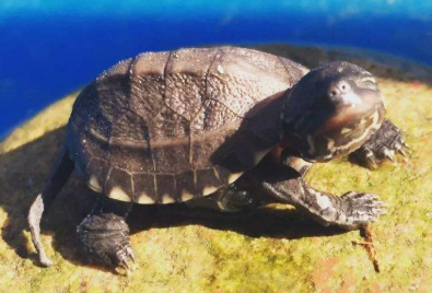 什么叫“全品”,在网购买的时候,介绍说龟的全品,是什么意思