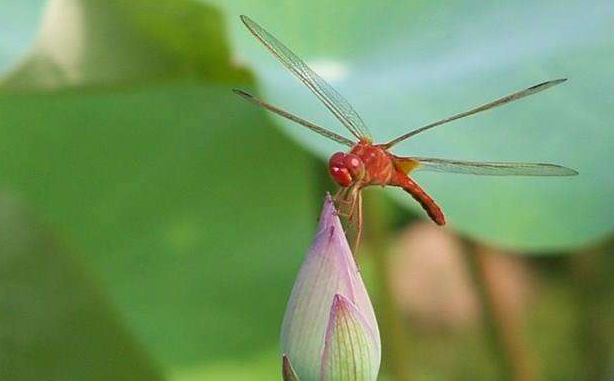 《小池》这首诗描写的是什么季节？哪里的景色？