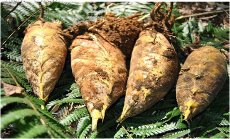 冬笋，竹笋，春笋，毛笋有什么区别？