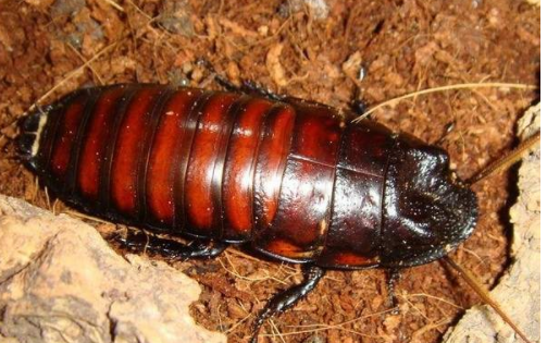 蟑螂吃什么生存?