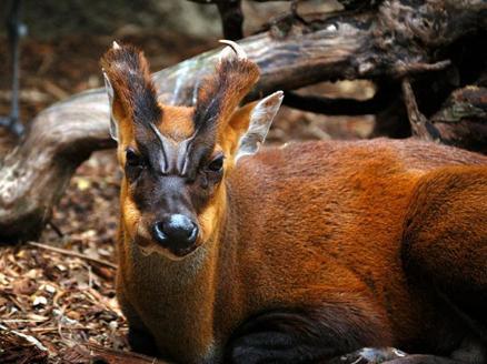 麂子国家保护动物