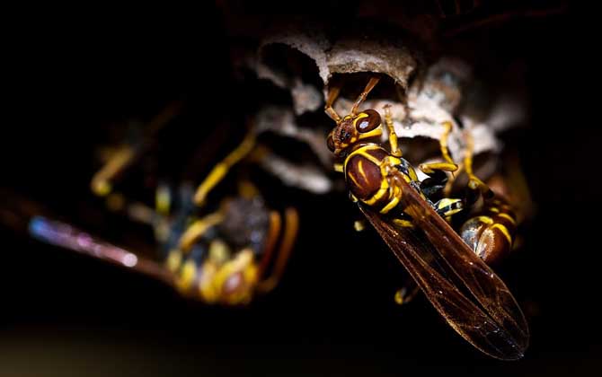 马蜂在什么情况下会蛰人?