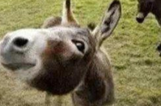 东北四大神兽是什么?