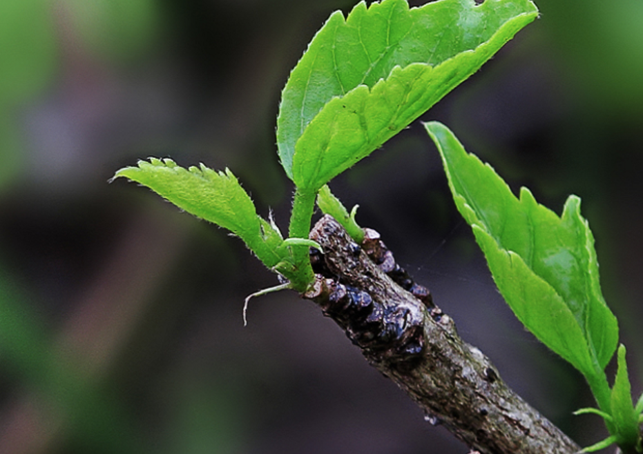 新生的绿芽代表什么？有什么含义？