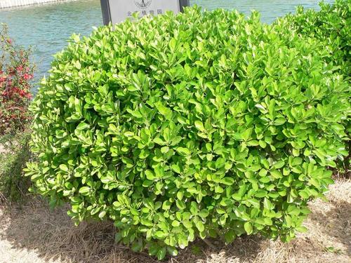 卫矛、冬青、冬青卫矛