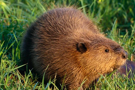 哺乳动物有哪些？