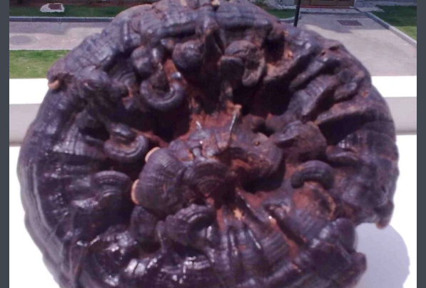 九大仙草是哪几种？