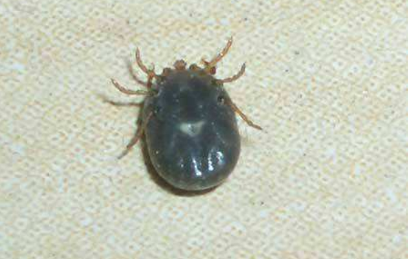 蜱虫的克星是什么？