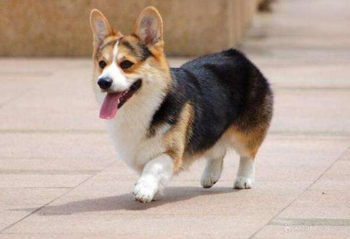 一只普通柯基大概多少钱?