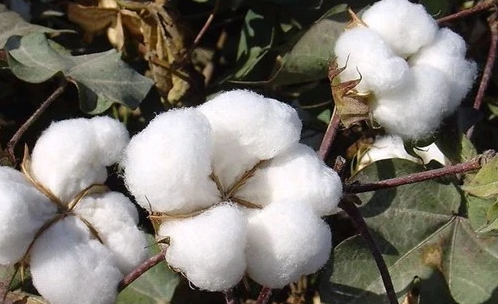 匹马棉是什么棉?