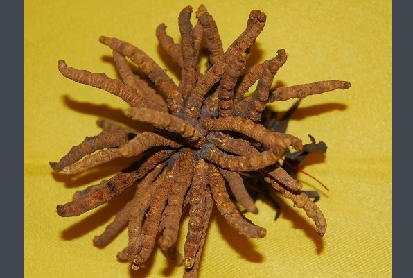 九大仙草是哪几种？